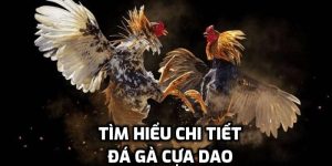 Đá Gà Cựa Dao - Luật Lệ Cùng Với Chiến Thuật Dễ Thắng