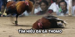 Đá Gà Thomo - Những Loại Cược Phổ Biến Cùng Mẹo Chơi