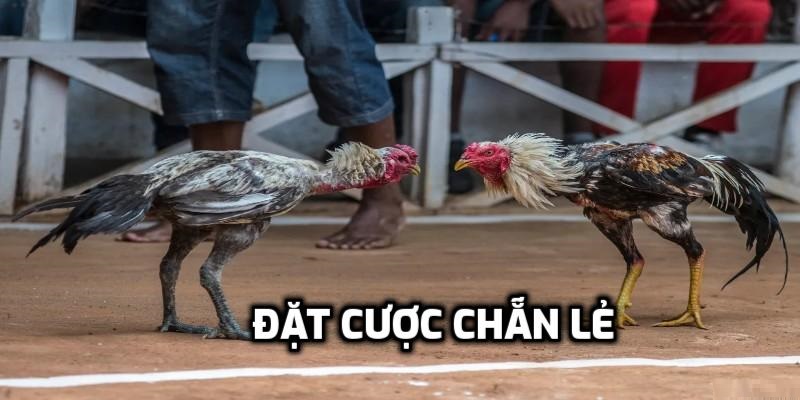 Cược chẵn lẻ là gì?