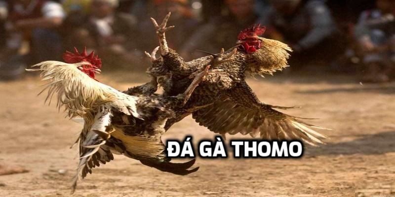 Khái niệm về đá gà Thomo