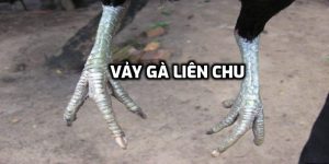 Vảy Gà Liên Chu – Điểm Nhấn Của Chiến Kê Đá Hay Nhất