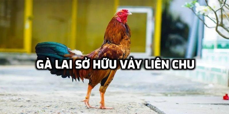 Các dòng gà có vảy Liên Chu